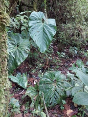 Anthurium angelopolisense