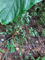 Anthurium angelopolisense