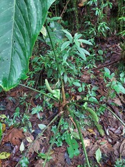 Anthurium angelopolisense