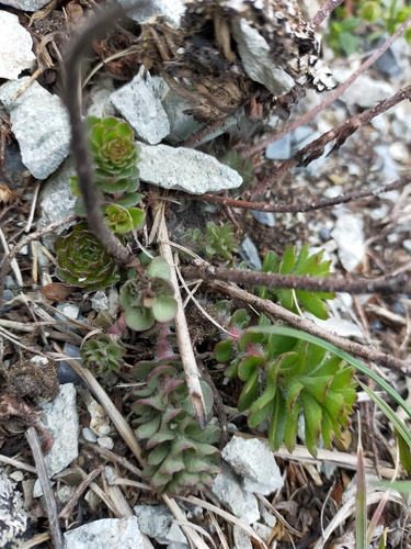 Amur stonecrop (Phedimus selskianus)