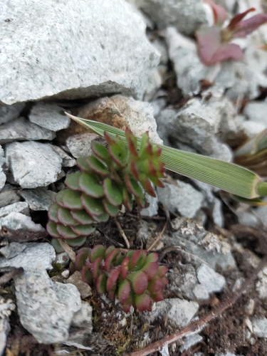 Image of Phedimus selskianus by no rights reserved