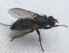 Rhinophoridae