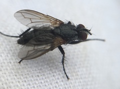 Rhinophoridae