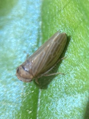 Agallia quadripunctata