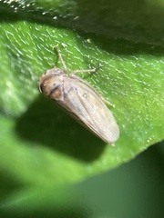 Agallia quadripunctata