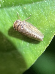 Agallia quadripunctata
