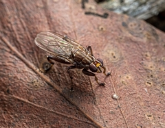 Tapeigaster nigricornis