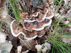 Thelephora americana