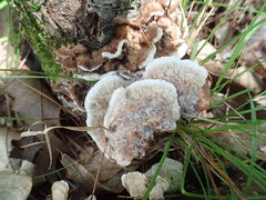 Thelephora americana