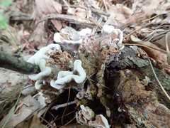 Thelephora americana