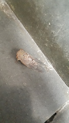 Platypleura basialba