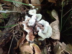 Thelephora americana