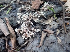 Thelephora penicillata