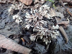 Thelephora penicillata