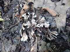 Thelephora penicillata