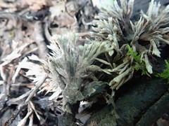 Thelephora penicillata