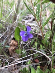 Viola emarginata