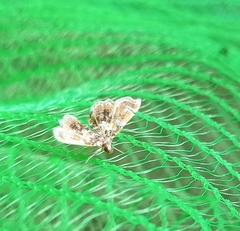 Musotima suffusalis