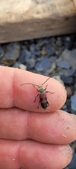 Semanotus amplus amplus