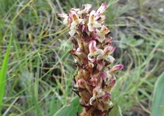 Disa fragrans
