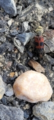 Semanotus amplus amplus