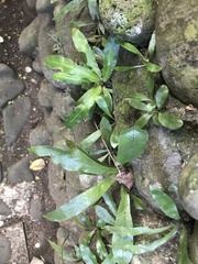 Eryngium foetidum