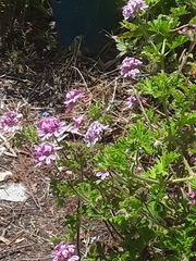 Xylocopa appendiculata circumvolans