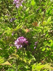Xylocopa appendiculata circumvolans