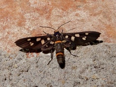 Amata cyssea