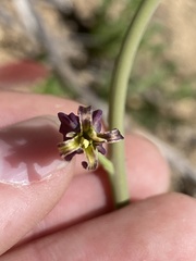 Caulanthus amplexicaulis