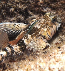 Lepidoblennius marmoratus