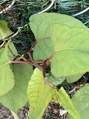 Reynoutria japonica