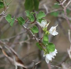 Bauhinia lunarioides