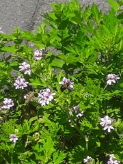 Xylocopa appendiculata circumvolans