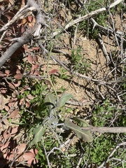 Caulanthus amplexicaulis