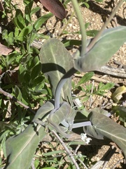 Caulanthus amplexicaulis