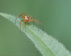 Philodromus marxi