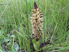 Disa sankeyi