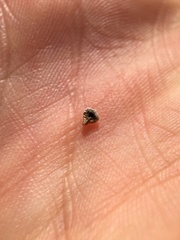 Plagiobothrys canescens