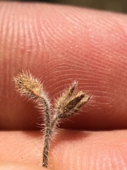 Plagiobothrys canescens