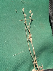 Plagiobothrys canescens