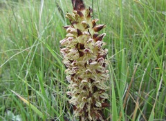 Disa sankeyi
