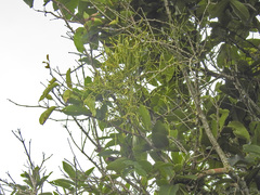 Viscum articulatum