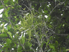 Viscum articulatum