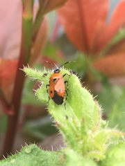 Deraeocoris punctum