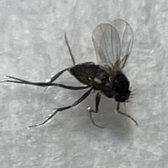 Metopininae
