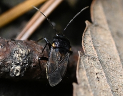 Lamproplax majuscula