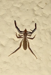 Ammotrechidae