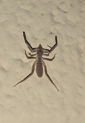 Ammotrechidae