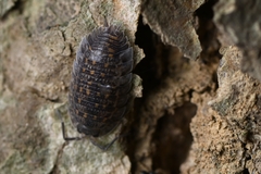 Trachelipus semiproiectus